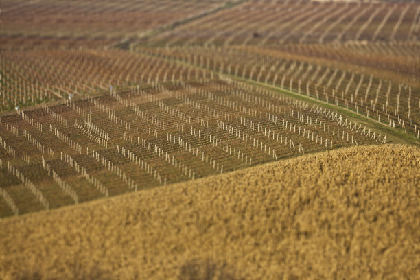 葡萄园图片下载