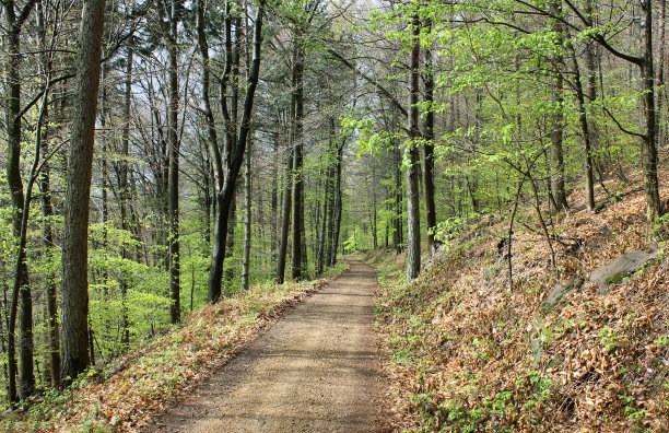 四月森林里的路图片下载