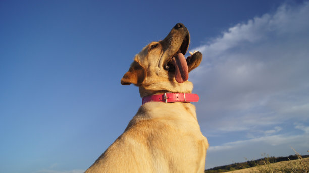 拉布拉多寻回犬图片下载