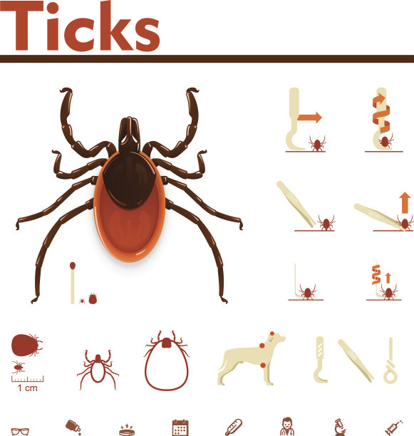 向量蜱虫信息图表图片下载