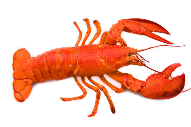 龙虾图片下载