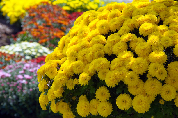 阳光的妈妈图片下载