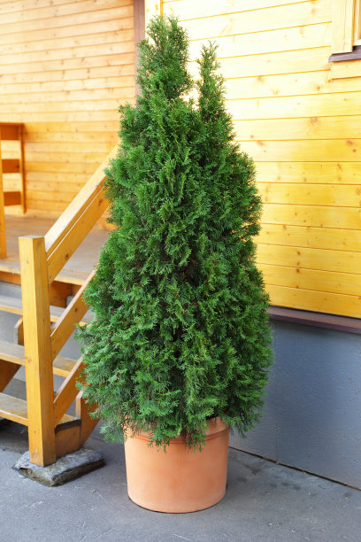 金钟柏木图片下载