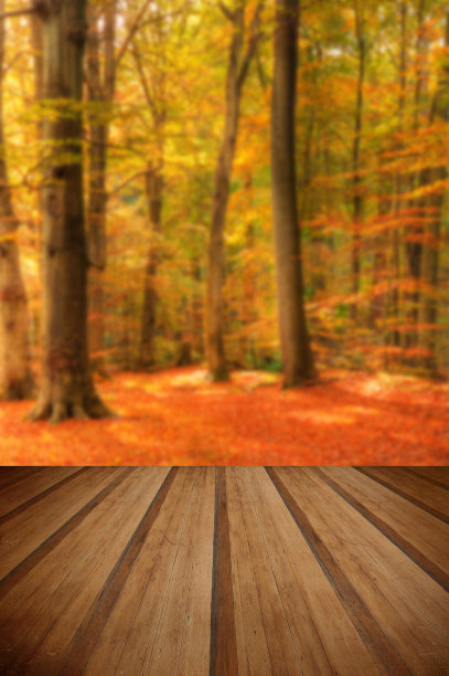 充满生气的秋天森林景观形象与木板的秋天图片下载