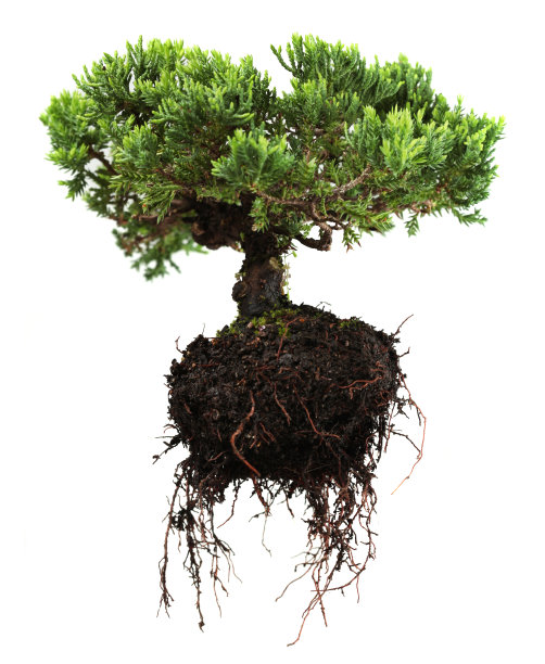 一棵连根拔起的绿色盆景树图片下载