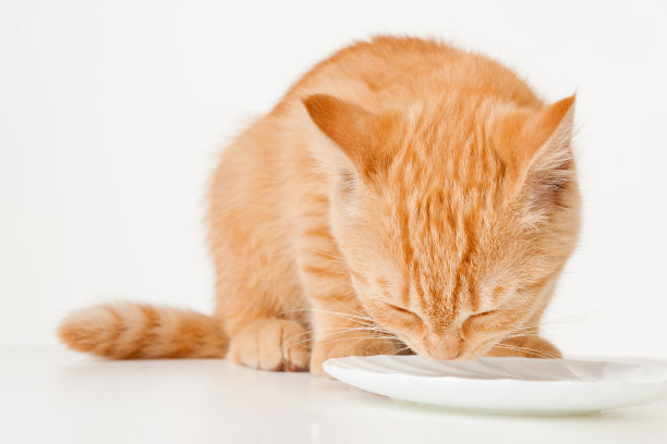 喝牛奶的红发小猫图片下载