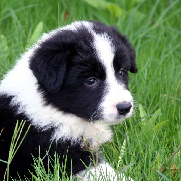 狗宝宝头像图片下载