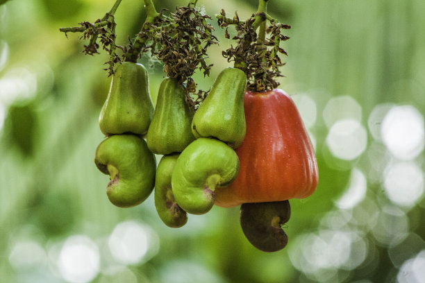 Jocote玛拉?开/腰果图片下载