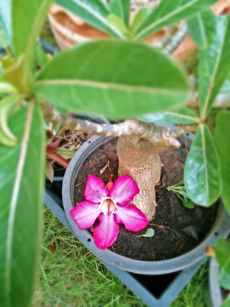 红色的沙漠之花从树上落下图片下载