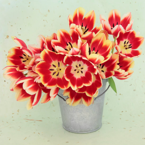 生动的美图片下载