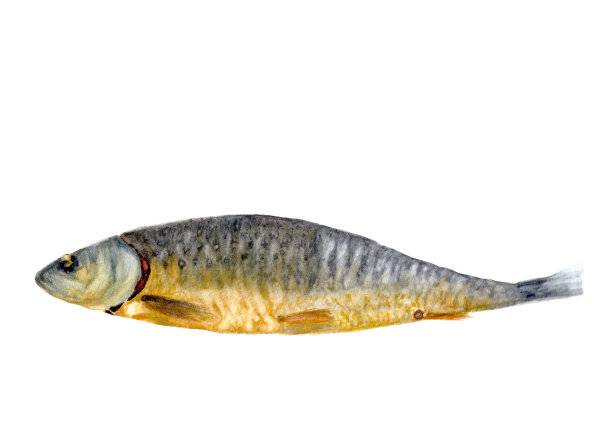 手绘水彩熏鱼图片下载