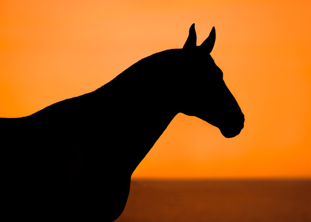 橙色背景上黑马的剪影图片下载