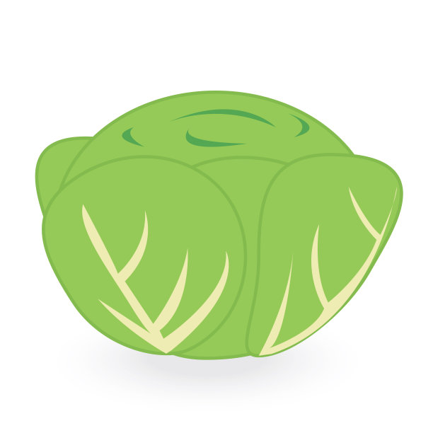 白色背景上孤立的莴苣图片下载