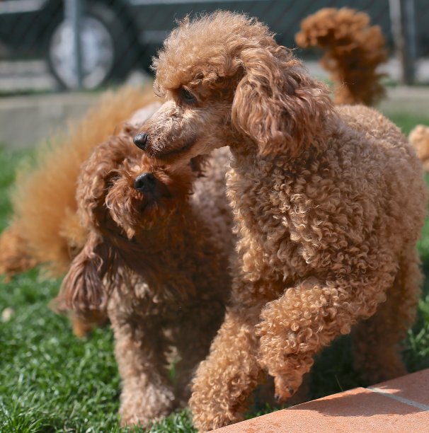 红贵宾犬图片下载