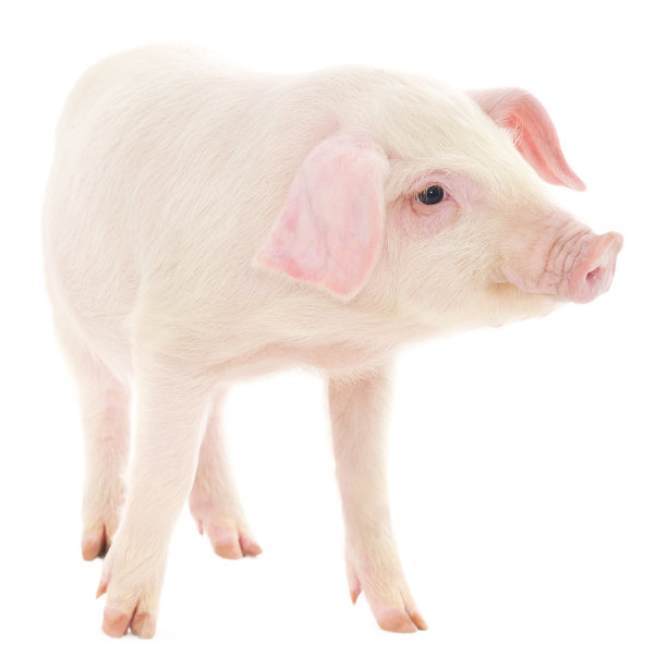 猪在白图片下载