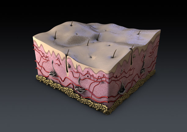 人体皮肤剖面图，有几个细节和毛囊图片下载