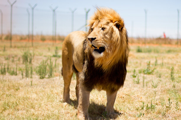 男性成年狮子图片下载