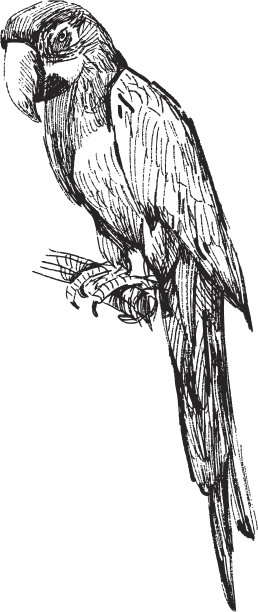 金刚鹦鹉图片下载