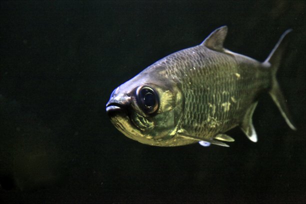 黑色的鱼图片下载