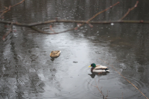 下雨天有鸭子图片下载
