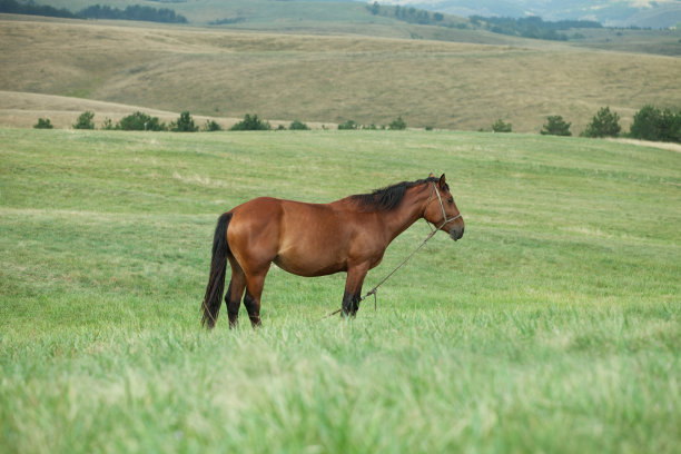 草地上的马图片下载