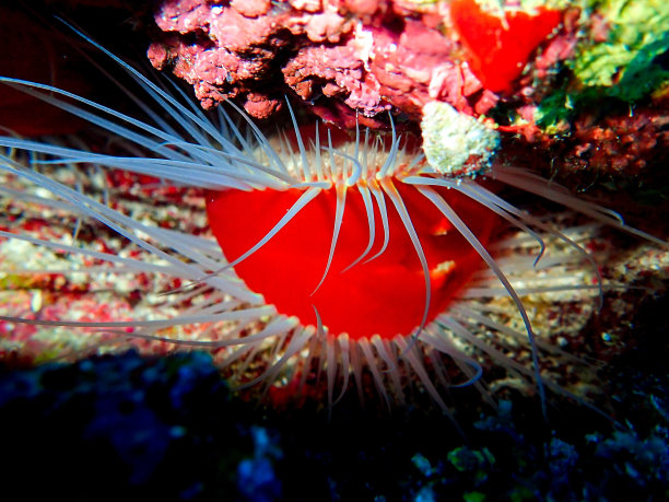 珊瑚红球图片下载