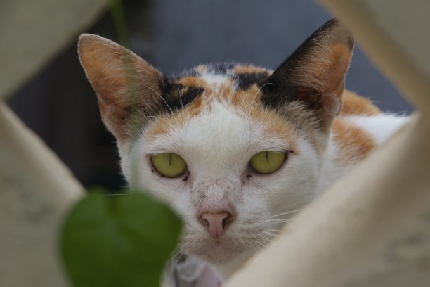 看相机的猫图片下载