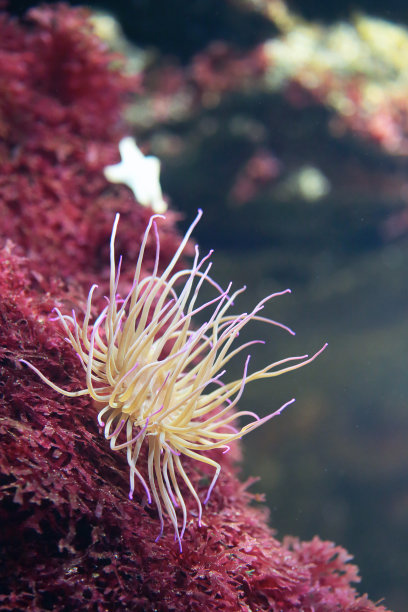 礁上的海葵图片下载