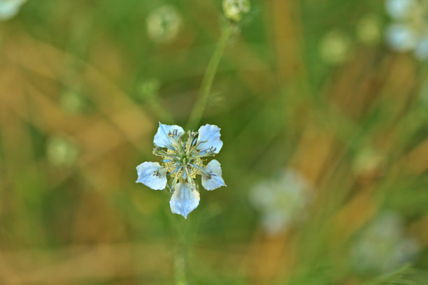 模糊的背景上盛开着夏日的蓝色花朵图片下载
