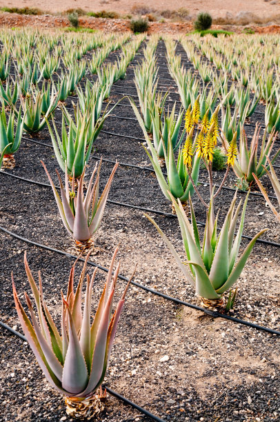 富特文图拉的芦荟种植园图片下载