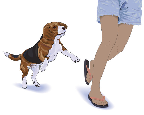 小猎犬跟着它的主人跑。图片下载