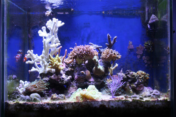 水族馆的珊瑚图片下载