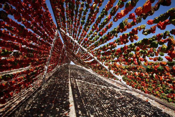 青椒干燥图片下载