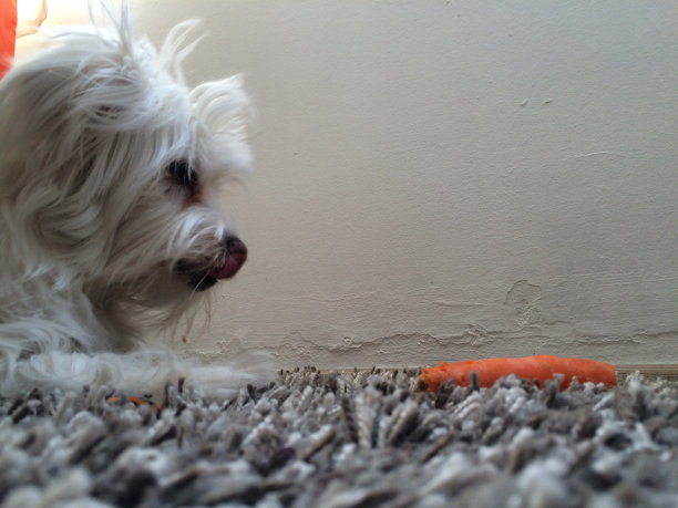 白色的狗和一个胡萝卜图片下载