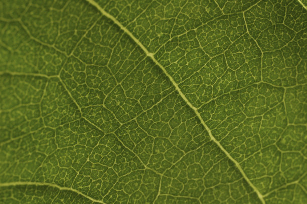 绿色模式图片下载