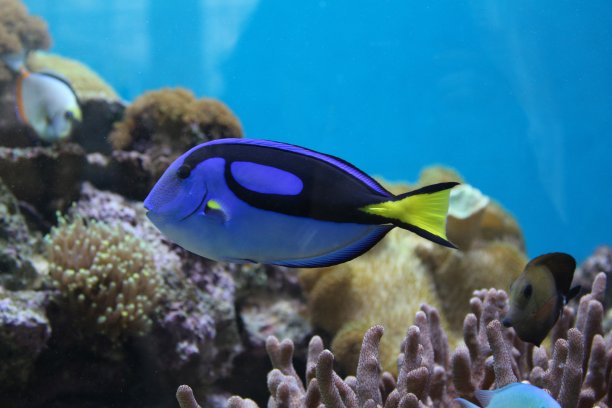 珊瑚礁里的蓝鱼图片下载