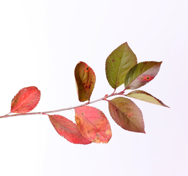 秋天的落叶图片下载