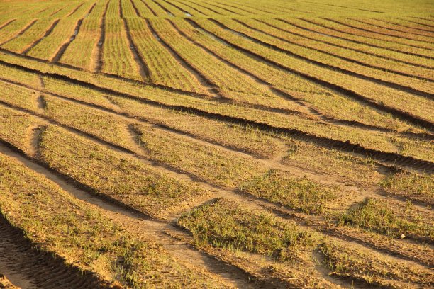 有车辆痕迹的农田图片下载