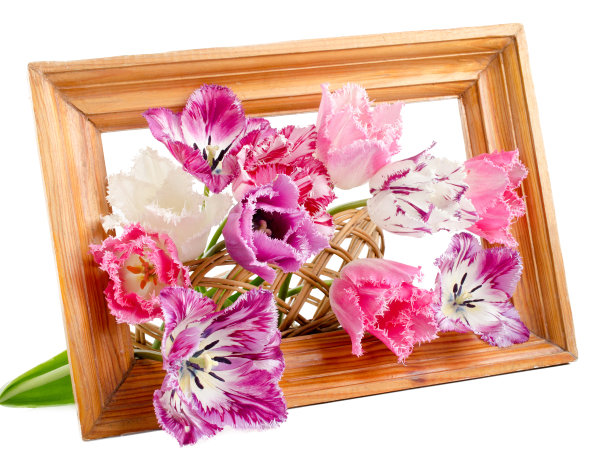 一束流苏郁金香图片下载