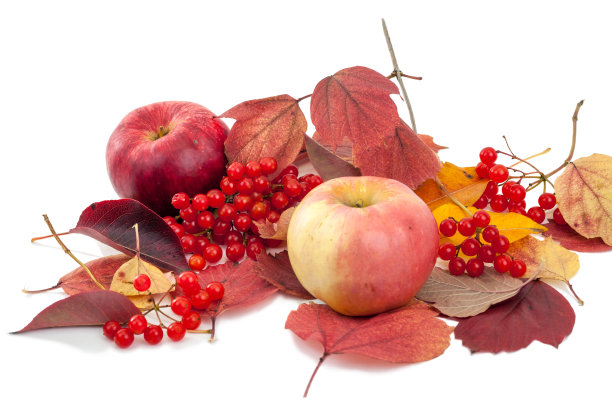 秋叶上的苹果和荚蒾图片下载