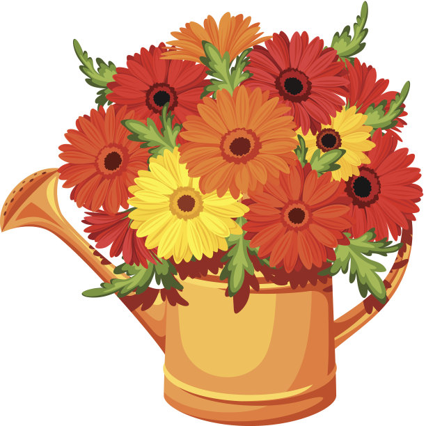 洒水壶里的非洲菊花束。矢量插图。图片下载