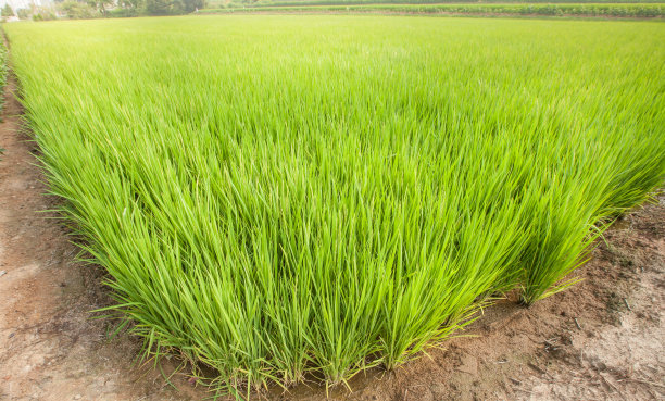 水稻领域。水稻。图片下载