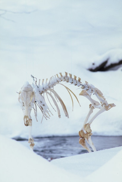 站鹿骨架图片下载