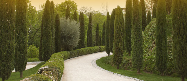 有柏树的花园中的小径图片下载