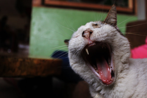 巨大的猫图片下载