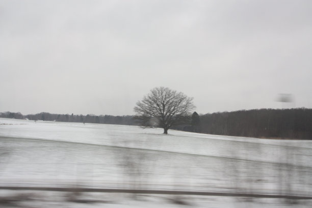 冬天的树图片下载