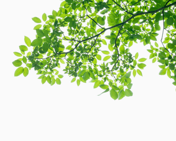 树枝照片素材ID：156062446