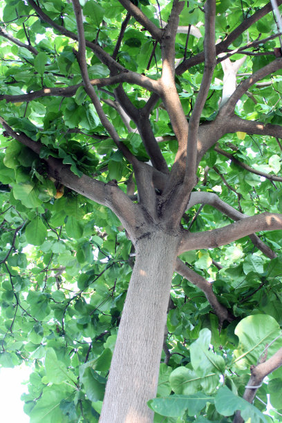 树的下面图片下载