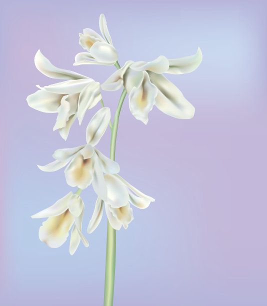 白色的兰花图片下载