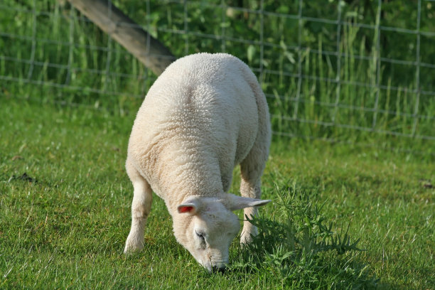 春天的羔羊图片下载